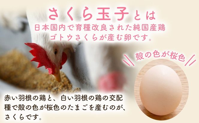 【定期便8ヵ月】純国産鶏さくらちゃんが産んだ桜色のさくら玉子 五分咲き（Mサイズ）30個 ｜ 卵 鶏卵 たまご タマゴ 生卵 たまごかけご飯 濃厚 甘み 国産