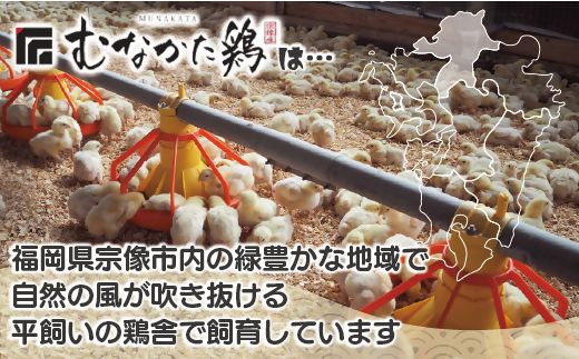 宗像産ブランド鶏【むなかた鶏】ムネ肉4kg（平飼い）【JAほたるの里】_HA1419