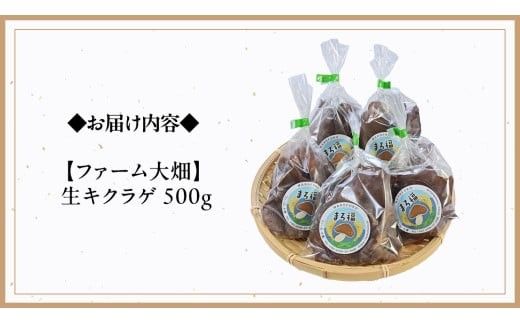 【 ファーム大畑 】 生キクラゲ 500g きくらげ 国産 国産きくらげ GAP規範 野菜 やさい 食物繊維 ビタミンD 鉄分 カリウム カルシウム スクランブルエッグ カレー お鍋 [AK006ci]
