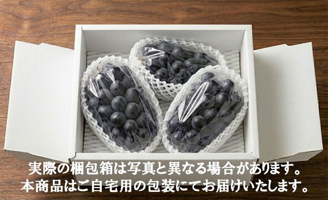 《秀品以上》上級品をお得に　【BKシードレス】　1.0kg以上（3房）　【2026年発送分 先行予約】- FUJIKAWA GRAPES -