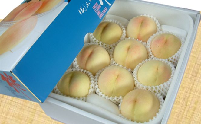 桃 2026年 先行予約 定期便 岡山名物 白桃 食べ比べ ！ 清水白桃 と 白麗 各約3.0kg 10～12玉 あかいわファーマーズガーデン 果物