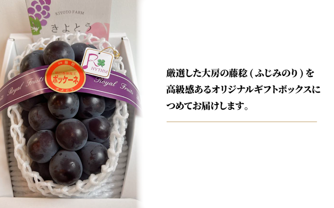 大粒葡萄の「藤稔」 大サイズ1房 厳選品 1房700g～ (岡山県産) 【KF-B086-03】