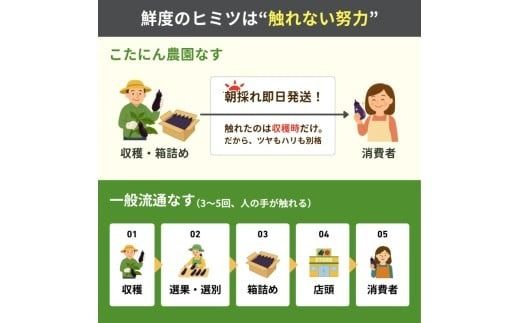 【先行受付】なす 選べる 1.5kg 3kg 5kg 3回定期便 6回定期便 約15本 ～ 50本 朝採れ 農家直送 新鮮 旬 野菜 やさい 茄子 ナス なすび 先行予約 期間限定 季節 料理 ごはん 高知県 特産品 優秀賞 天敵農法 自家製肥料 環境制御 お竜 焼きなす 揚げ浸し nasu 煮びたし カレー なす パスタ たたき こたにん農園 安芸市 高知県
