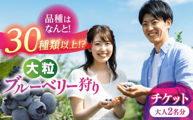 ブルーベリー狩り チケット 大人2人分 80分間食べ放題 中学生以上 狩り 体験 ブルーベリー 愛西市 / あいさいベリーLABO[AEBZ008]