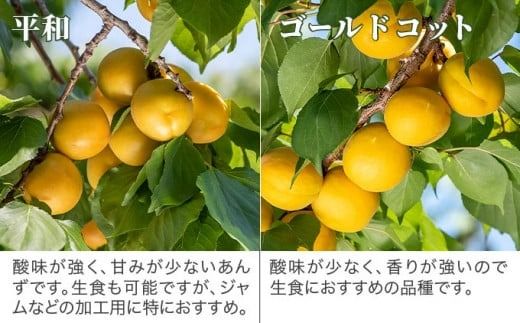 旬の生あんず 小玉 約1.4kg 700gパック×2 [おぶせファーマーズ] 数量限定 期間限定 杏アンズ 果物 フルーツ 長野県産 信州産 令和6年産【2025年6月下旬～発送】［F-45］