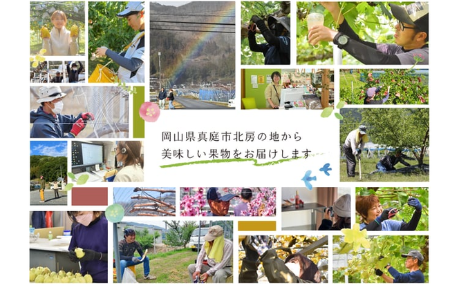 【2026年先行予約】シャインマスカット 特大２房入/計1.3kg~ (岡山県産) 【KF-B014-03】