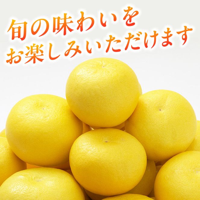 【先行予約】生産者直送 土佐文旦 約9.5kg [2L～4L] 家庭用 ＜2027年1月下旬より発送＞ 家庭用 文旦 柑橘 みかん フルーツ 果物  産地直送 お取り寄せ 人気 【土佐文旦産直協同組合】