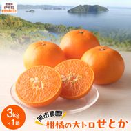 【先行予約】【数量限定】岡市農園！柑橘の大トロせとか3kg×1箱（2027年2月下旬より順次発送） IKTV007