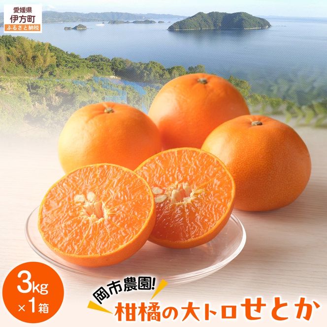 【先行予約】【数量限定】岡市農園！柑橘の大トロせとか3kg×1箱（2027年2月下旬より順次発送） IKTV007