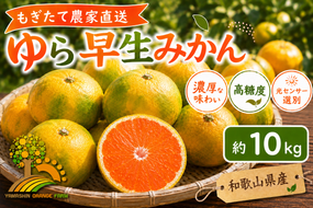 【先行予約】ゆら早生 みかん 濃厚な味わい 約10kg 希少品種《有機質肥料100％》極早生 ｜ 由良 ゆら 早生 わせ 柑橘 果物 くだもの フルーツ 和歌山 有田