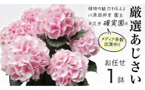 ≪先行予約≫アジサイ 【 おまかせ 1点 】【2026年4月上旬頃より発送開始】 植物 花 インテリア フラワー 紫陽花 お花 園芸 初夏 梅雨 ガーデニング 母の日 [BG007us]