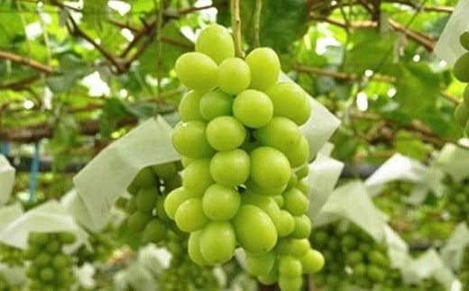 蔵出し冬のシャインマスカット 約600g 約760g 約1kg 約1.3kg 約2kg 選べる内容量 ［小布施屋 ］ 年内配送 長野県 ぶどう フルーツ 果物 冷蔵便 クール便 令和7年産【2025年11月中旬～2026年2月発送】［A-502］