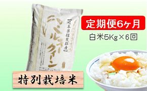 定期便 6カ月【 令和8年産 】毎月  白米 5kg【 ミルキークイーン 】