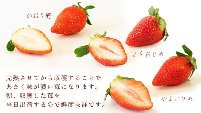 【 2ヶ月 定期便 】完熟 いちご 4パック ( 大粒 ) 先行予約 大粒 イチゴ 苺 フルーツ 果物 かおり野 とちおとめ やよいひめ [AF100ci]