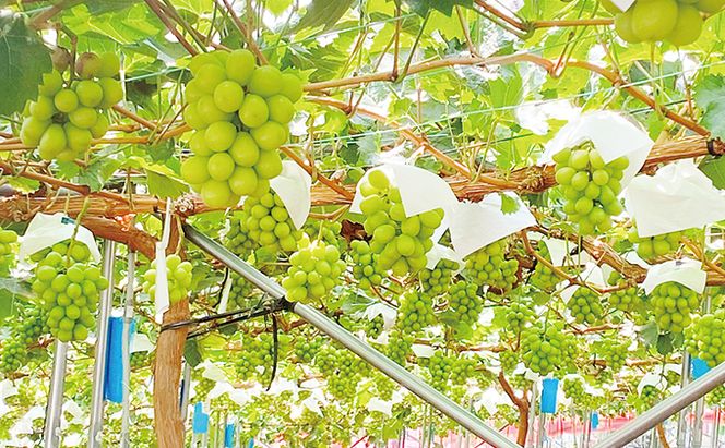 ぶどう 2026年 先行予約 シャイン マスカット 晴王 1房 約700g ブドウ 葡萄  岡山県産 国産 フルーツ 果物 ギフト 