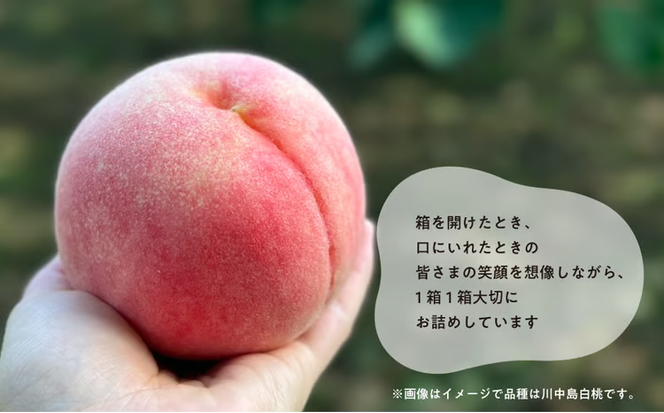 【2026年先行予約】厳選品 旬の桃（品種おまかせ）3玉入 (岡山県産) 【KF-A016-03】