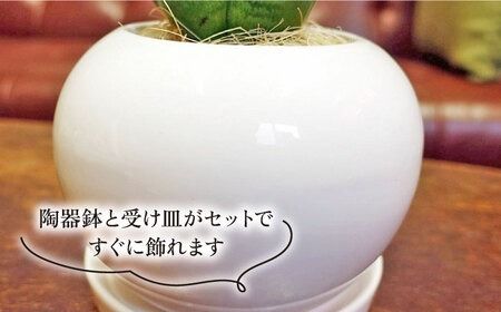 マイナスイオン発生植物『 サンセベリア ・ グリーンハニー 』 糸島市 / cocoha [AWB033] サンスベリア 観葉植物 おしゃれ 小型 鉢 マイナスイオン サンセベリア ギフト