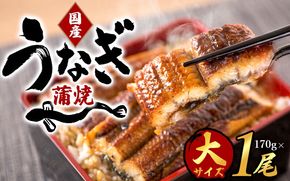 【国産　大型サイズ】ふっくら柔らか国産うなぎ蒲焼き　約２人前　化粧箱入 【uot714A】
