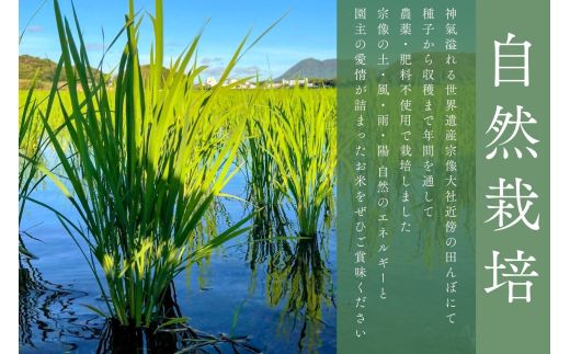 令和8年産 新米予約受付！自然栽培米ひのひかり5kg〈栽培期間中農薬・肥料不使用〉【ほのわ】_HA1609
