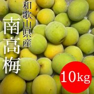 青梅 南高梅 10kg DJ073