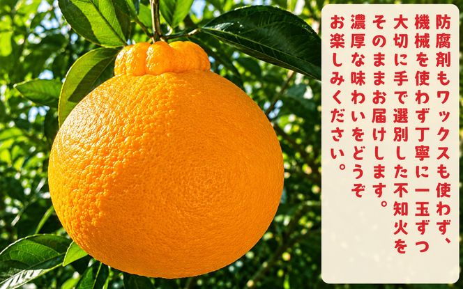 有田育ちの濃厚 不知火 ( デコポン と同品種)( 訳あり 家庭用 )  約5kg+200g(傷み補償分) ※2027年1月下旬～3月下旬に順次発送【ard021C】