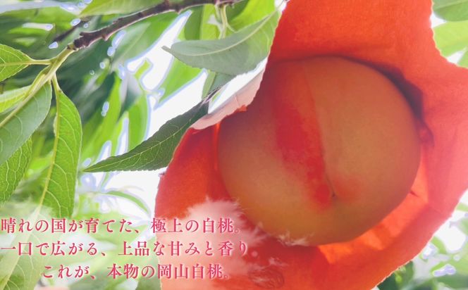 【先行受付】岡山県産白桃2kg＜品種おまかせ＞ | 岡山県産 桃 白鳳 おかやま夢 白麗川中島白桃 白桃フルーツ 果物 高級フルーツ 岡山 桃 お取り寄せ 産地直送 国産フルーツ 人気 数量限定 旬の果物 甘い ジューシー 芳醇 みずみずしい もも 先行予約