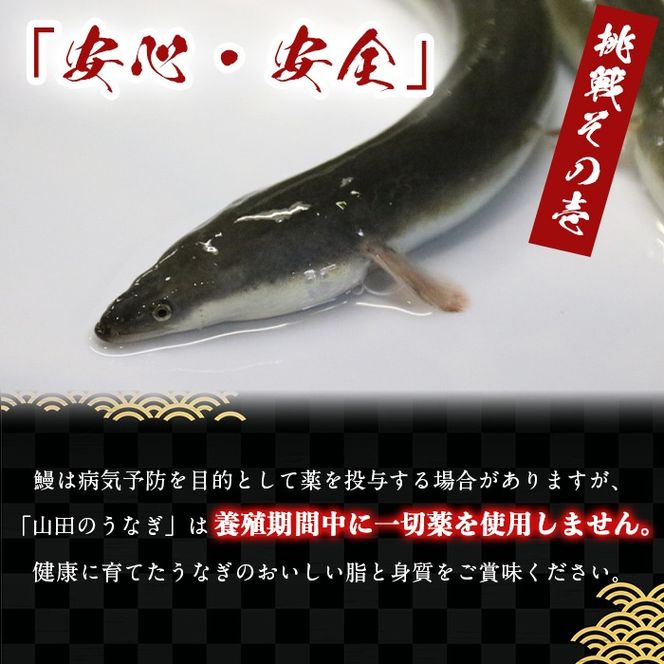 【無薬養鰻】 鹿児島産 山田のうなぎ ＜計960g以上＞ (160g以上×6尾) c6-079