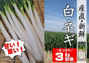 ネギ 【先行予約】産地直送・新鮮！甘くて美味しい白ネギ (3kg前後) 西日本トップクラスの産地・大分県豊後高田市産 広大な干拓で育ったミネラル豊富な白ねぎ ネギ ねぎ 長ネギ 鍋 野菜 149977bt1