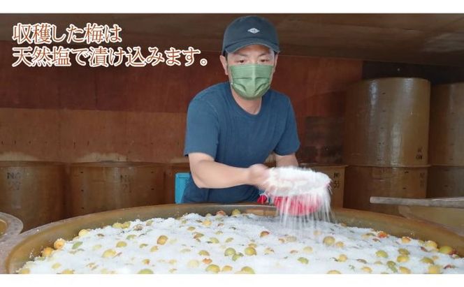 昔ながらの梅干し 一級品（福井県若狭町）伝統製法にこだわり仕上げた無添加・無着色の梅干し／ケース入り1kg ご飯のお供 肉厚 種が小さい 紅映 天然塩 鮮やか 芳醇な香り コク 紫蘇漬け 二度漬け すっぱい 