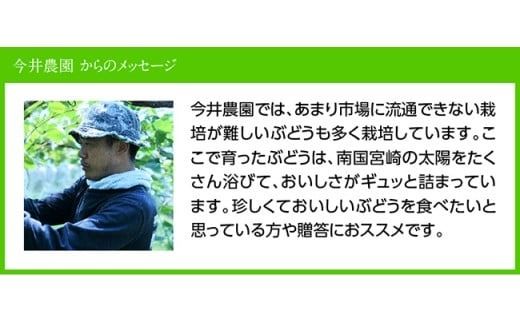 【令和8年産】【訳あり】小粒なシャインマスカット1kg 【 ぶどう 果物 葡萄 フルーツ ブドウ デザート 川南町産 数量限定 期間限定 】 [B03401]