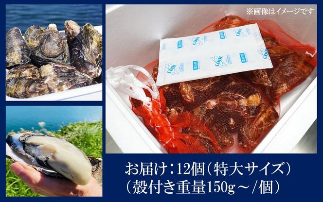 牡蠣 生食用 殻付き くにさきオイスター 特大サイズ12個（殻付き重量150g～/個）　カキ oyster 生牡蠣_2361R-1
