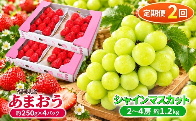 定期便 2回 2027年 いちご シャインマスカット セット あまおう スタンダード 4パック 約1kg シャインマスカット 2～4房 約1.2kg 配送不可 離島 フルーツ 