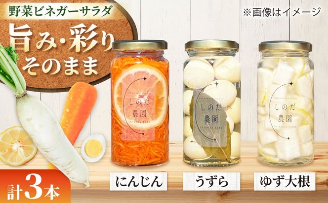 野菜ビネガーサラダ 3本（うずら・ゆず大根・にんじん） ビネガーサラダ 常備菜 おかず 愛西市 / しのだ農園-SHINODA FARM-[AECE010]