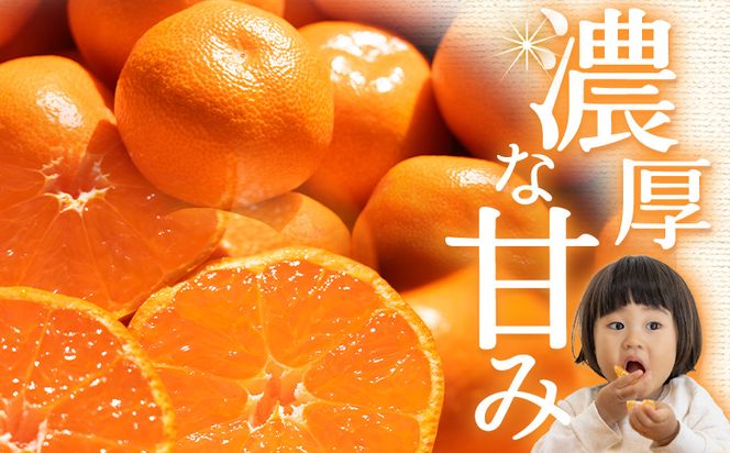 みかん 【2026年10月下旬発送】露地みかん(2S～Mサイズ) 10kg 贈答用 （傷み補償分 ＋約100g） - 果物 くだもの フルーツ 果実 柑橘 かんきつ 蜜柑 みかん om-0006
