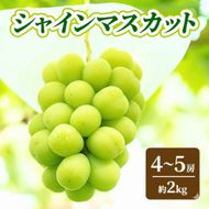 シャインマスカット 約 2kg (4～5房) 先行予約 ぶどう 種なし 果物 2026年 9月～発送