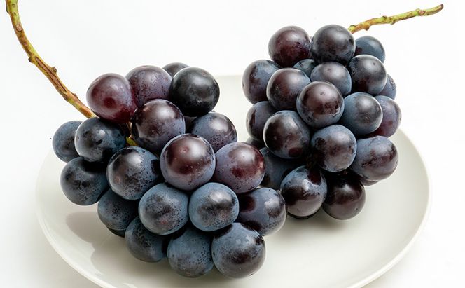 ぶどう 2026年 先行予約 ニュー ピオーネ 2房（1房480g以上）約1kg 化粧箱入り ブドウ 葡萄  岡山県産 国産 フルーツ 果物 ギフト 甘みが強い 酸味 皮離れがいい 大粒 食べ応え 