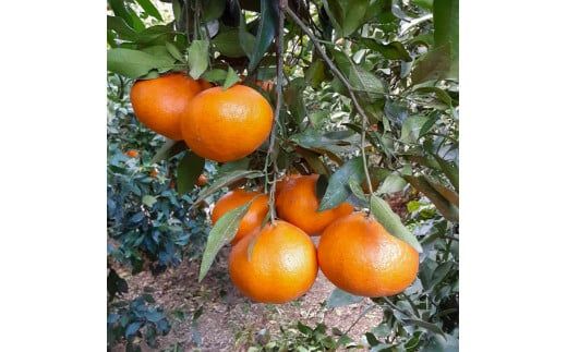 【先行予約：2027年2月中旬～発送】 訳あり 甘平5kg みかん 蜜柑 mikan 甘平 ポンカン 高級 人気 ブランド 柑橘 果物 フルーツ 甘い おいしい お取り寄せ 産地直送 農家直送 国産 特産品 中山農園 愛媛県 愛南町