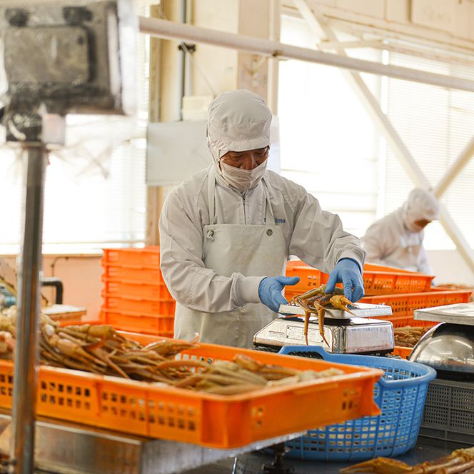 ボイル 本ずわいがに 1kg 4肩 (500g × 2) カジマ ずわい蟹 ズワイガニ ずわいがに かに カニ 蟹