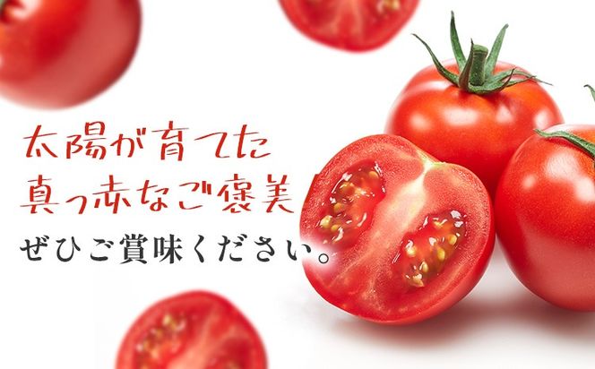 トマト キャロルセブン ミニトマト 2kg GOGO農園 《11月上旬-5月末頃出荷》 和歌山県 日高川町 野菜 とまと サラダ カプレーゼ お弁当 青果物---wshg_gof41_11j5m_26_14000_2kg---