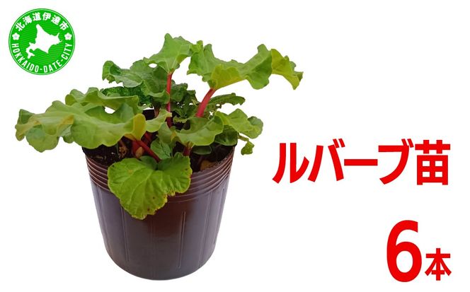 北海道 伊達市産 ルバーブ(苗) 6本｜国産 野菜 ジャム パイ お菓子作り 家庭菜園【kzh-021】
