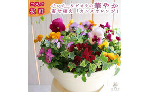 D546 パンジー＆ビオラの寄せ植え[カシスオレンジ(プランター版)]玄関先 フラワーギフト