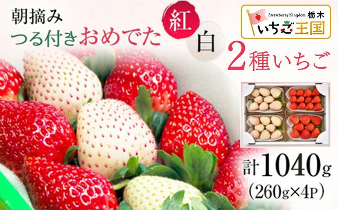【先行予約】いちご おめでた紅白2種いちご 4パック ※2027年2月～発送
