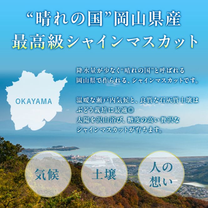 ぶどう 定期便 2026年 先行予約 シャイン マスカット 晴王 各月2房（1房600g以上） 3回コース マスカット ブドウ 葡萄  岡山県産 国産 フルーツ 果物 ギフト 上品な香り 最高級 大粒 種なし 皮ごと 