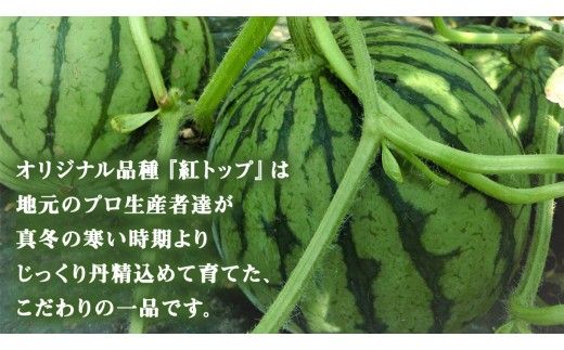 希少品種 「 紅トップ 」 1玉 ( Lサイズ ) 茨城県産 こだますいか 小玉 すいか スイカ 西瓜 フルーツ 果物 [AG006ci]