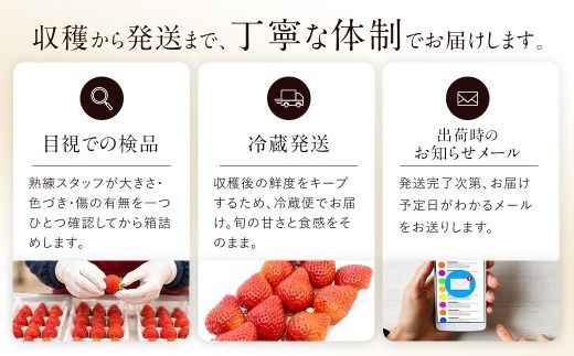 あまおう （ グランデ等級以上 ） 約250  × 4P 計約1,000 ～ 1,080g いちご イチゴ 苺 果物 くだもの フルーツ 果実 果肉 いちごの王様 国産 福岡県産 冷蔵 【 2027年2月上旬～4月下旬発送予定 】