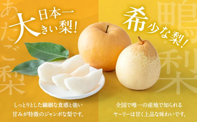 梨 2026年 先行予約 あたご梨・鴨梨（ヤーリー）詰合せ 合計約2kg あたご1～2玉 鴨梨2玉 贈答箱【11月下旬～12月中旬頃発送】 ナシ なし 岡山県産 国産 フルーツ 果物 ギフト 石原果樹園