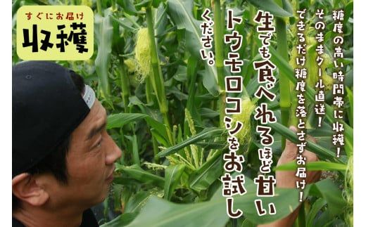【先行予約】 生食も！高糖度！もぎたて！ フルーツトウモロコシ「イエローコーン」（2026年6月下旬～発送）　DE00135