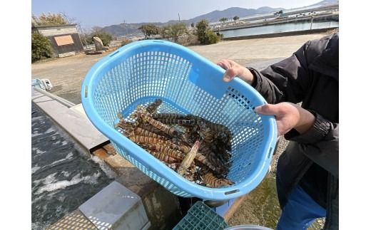 D413 【秋穂産車海老使用】本格カンジャンセウ　5尾入り