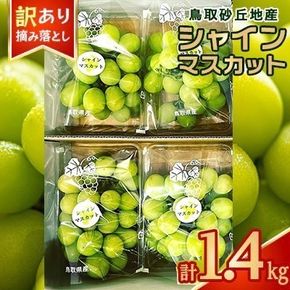 シャインマスカット 訳あり 家庭用 鳥取砂丘地産 1.4kg（350g×4パック） ※離島への配送不可 ※2025年8月下旬頃～10月下旬頃に順次発送