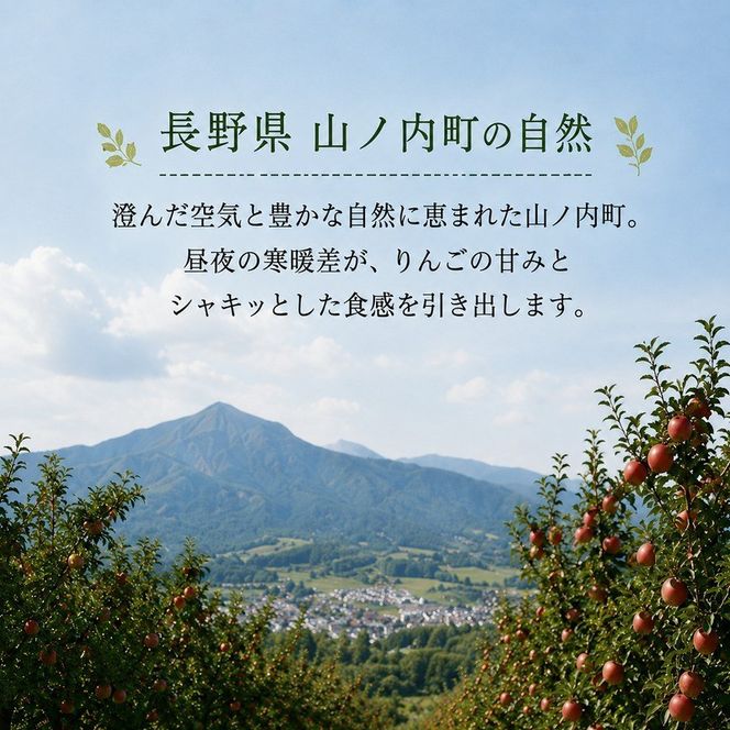 【2026年10月発送】 シナノスイート約3kg 7～9玉 りんご 長野県産